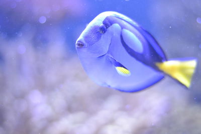 Close-up of fish swimming in aquarium