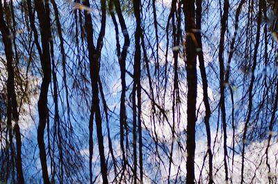 Low angle view of trees in forest