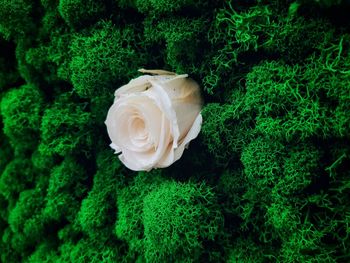 Close-up of white rose on plants