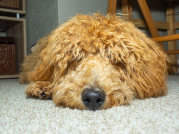 Close-up portrait of dog relaxing at home