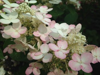 Close-up of flowers blooming outdoors
