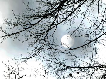 Low angle view of bare tree against sky