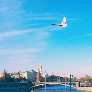 Bird flying over city against sky