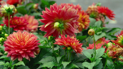 Close-up of red flowering plants