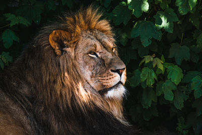 Lion looking away