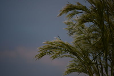 Low angle view of palm tree against clear sky