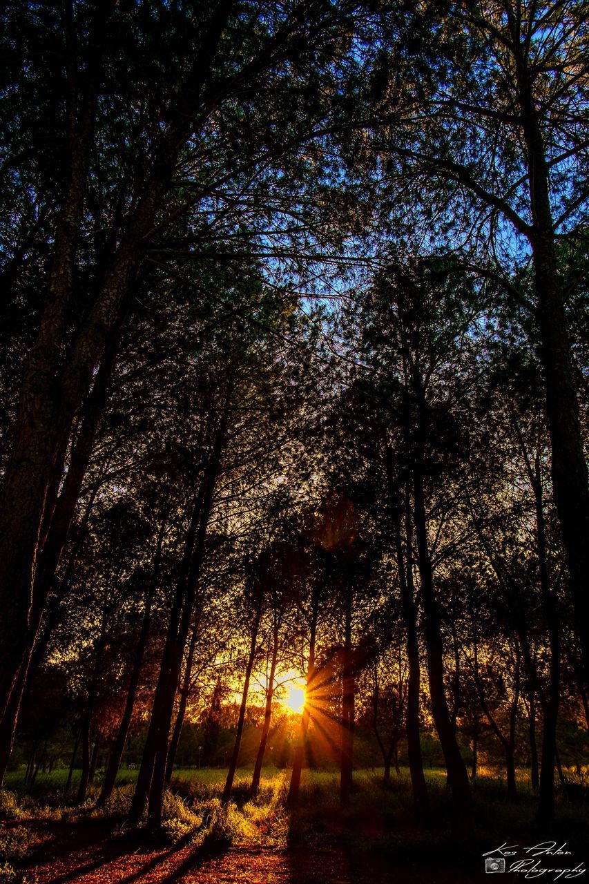 TREES AGAINST SKY DURING SUNSET