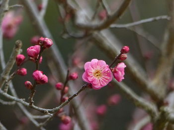 Close-up of pink cherry blossoms in spring