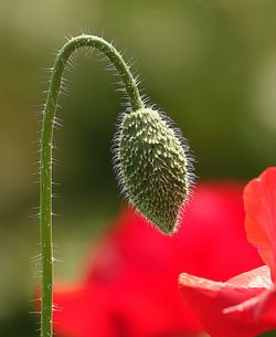 Close-up of plant