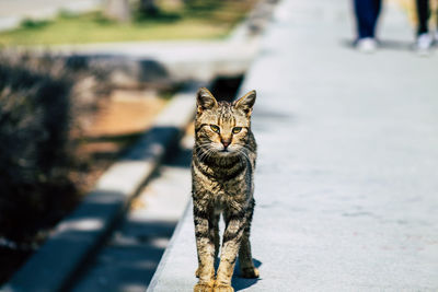 Portrait of cat on street in city