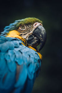 Close-up of parrot