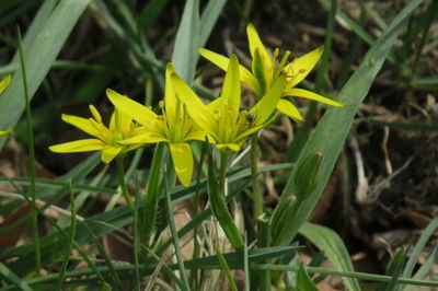 Close-up of yellow flowering plant on field