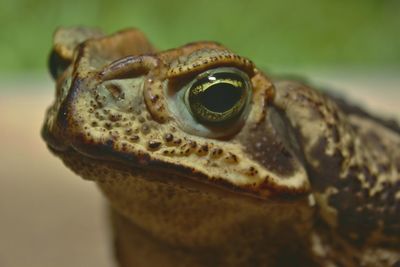 Close-up of frog