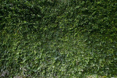 Full frame shot of moss covered tree trunk