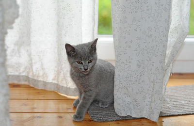 Close-up of gray cat sitting on doormat at home