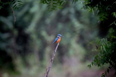 Bird perching on a tree