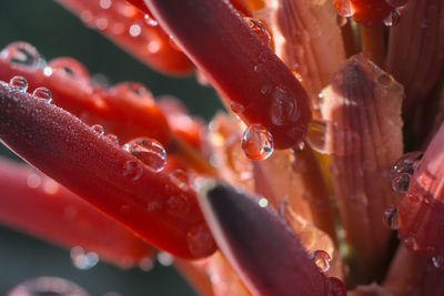Close-up of wet red fish
