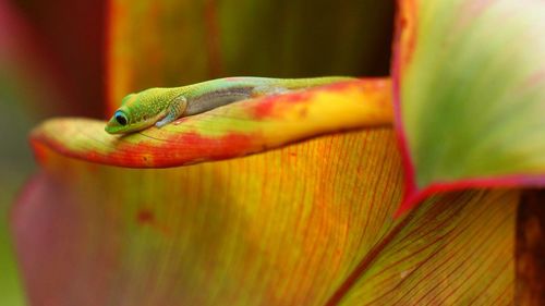 Close-up of lizard