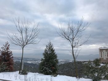 Trees against sky during winter