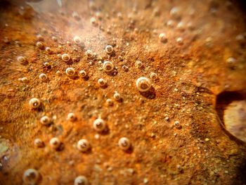 Close-up of snail shell on table