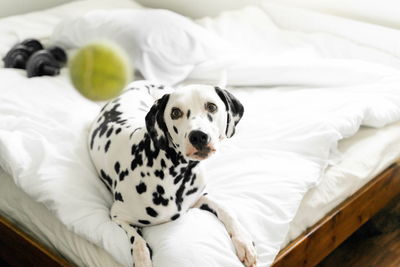 High angle view of dalmatian dog on bed looking at tennis ball in mid-air