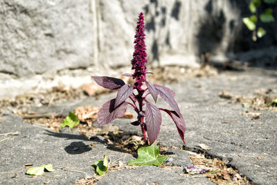 Close-up of flower against blurred background