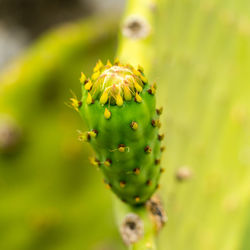 Close-up of succulent plant