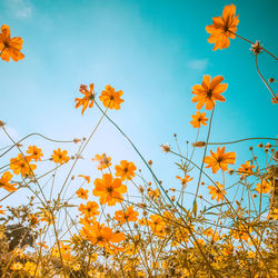 Low angle view of orange flowering plants against sky