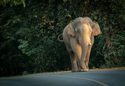 View of elephant on road