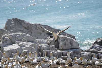 View of seagulls on beach