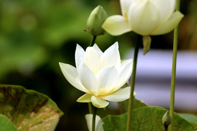 Close-up of white water lily