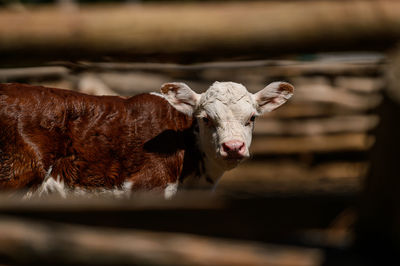 Cow standing in a forest