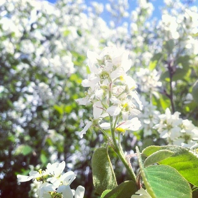 flower, freshness, growth, fragility, white color, petal, beauty in nature, focus on foreground, flower head, nature, blooming, tree, close-up, blossom, in bloom, plant, park - man made space, leaf, branch, day