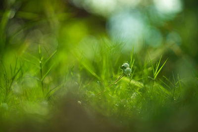 Close-up of snake on grass