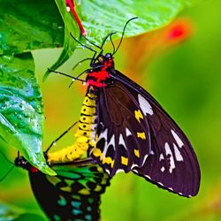 Close-up of butterfly pollinating flower