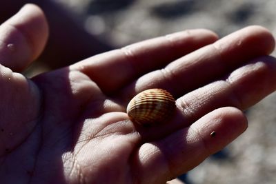 Close-up of hand holding shell