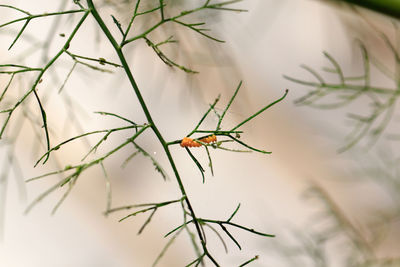 Close-up of insect on plant