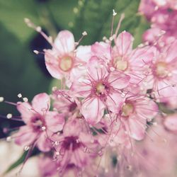 Close-up of pink flowers blooming in garden