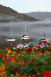 Three sailing boats anchored on a calm lake on a misty morning with flowers in the foreground