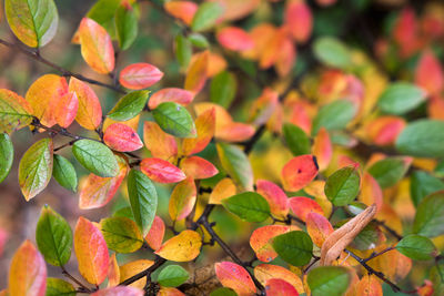 Full frame shot of red leaves