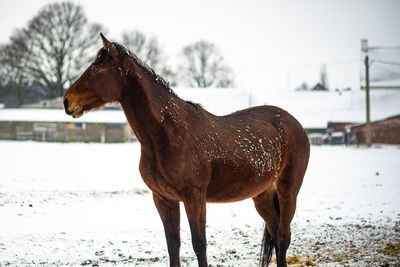 Horse on snow field