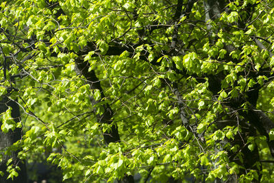 Green leaves in forest