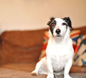 Portrait of a dog