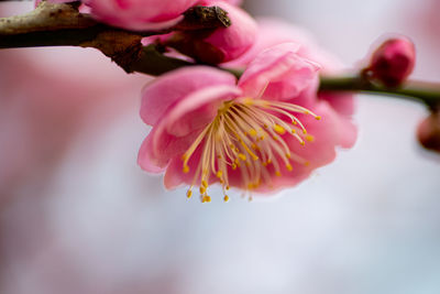 Close-up of pink ume blossom