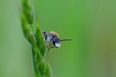 Closeup of a beatiful and cute red-girdled mining bee , male andrena labiata, hanging in grass