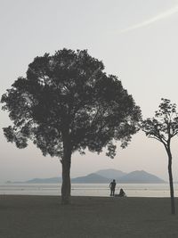 Silhouette tree on beach against sky