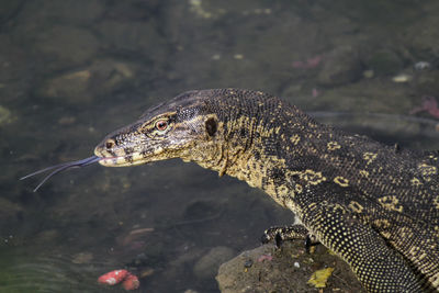 Side view of a turtle in water