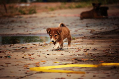 Dog walking on footpath