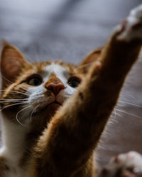 Close-up of cat
