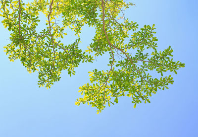 Low angle view of tree against blue sky